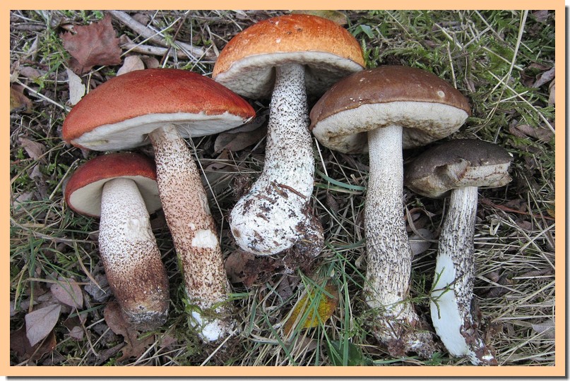 leccinum2.jpg
