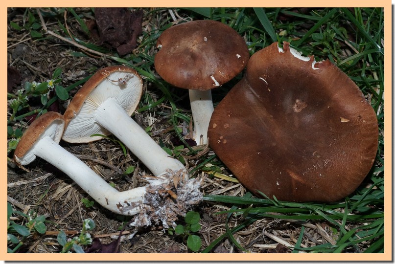 leucopaxillus gentianeus.jpg