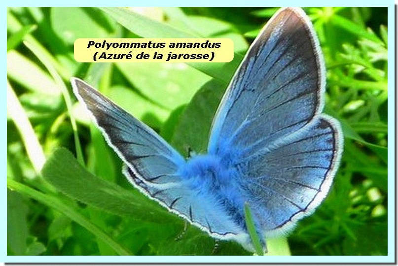 Polyommatus amandus1 _Azure de la jarosse_.jpg