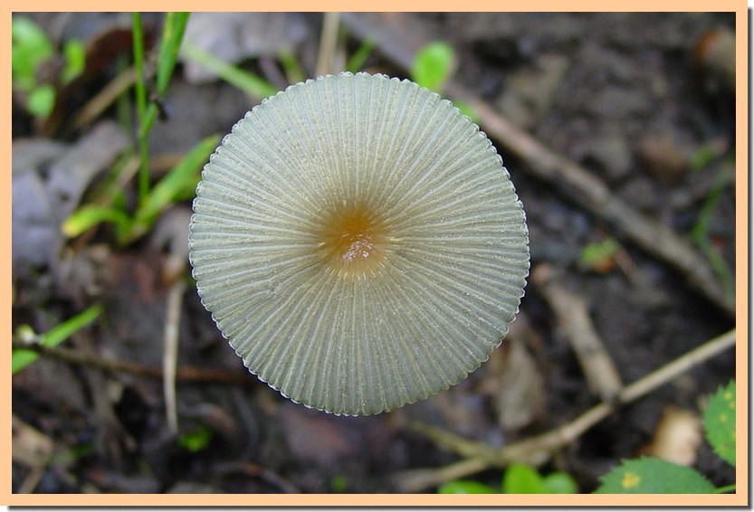 parasola plicatilis.jpg