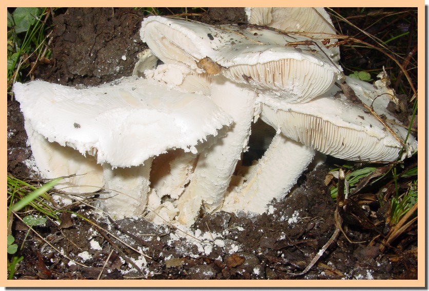 amanita ovoidea 07.jpg