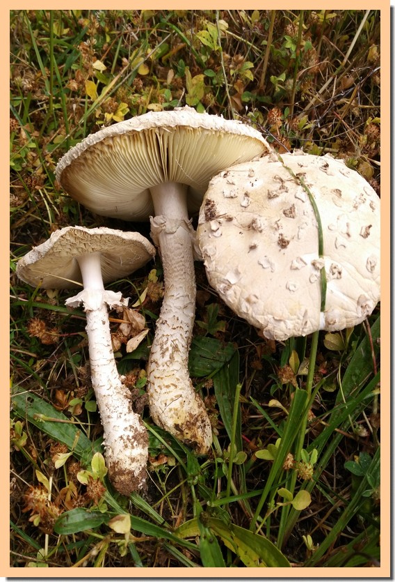 amanita vittadini 20.jpg