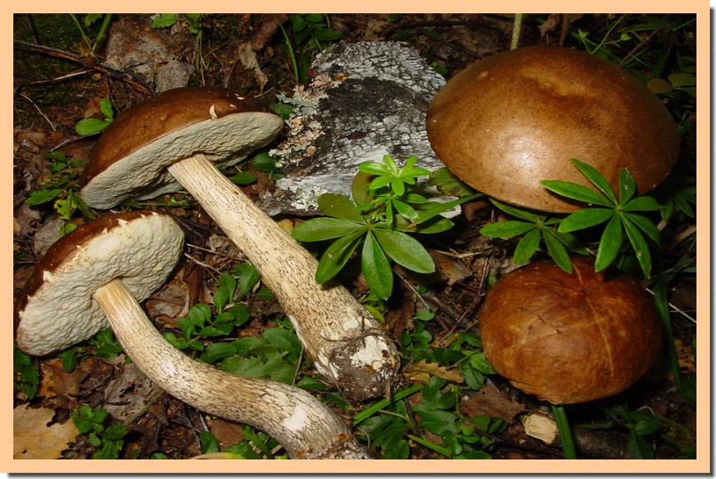 leccinum scabrum.jpg