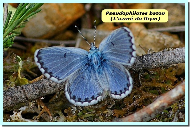 Pseudophilotes baton1 _Azure du thym_.jpg