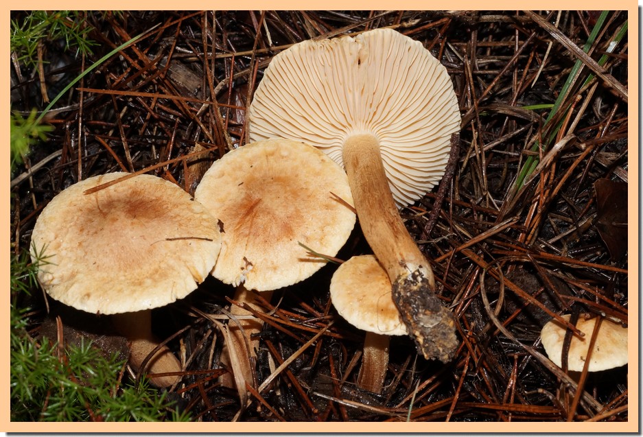 tricholoma psammopus 21 1.jpg