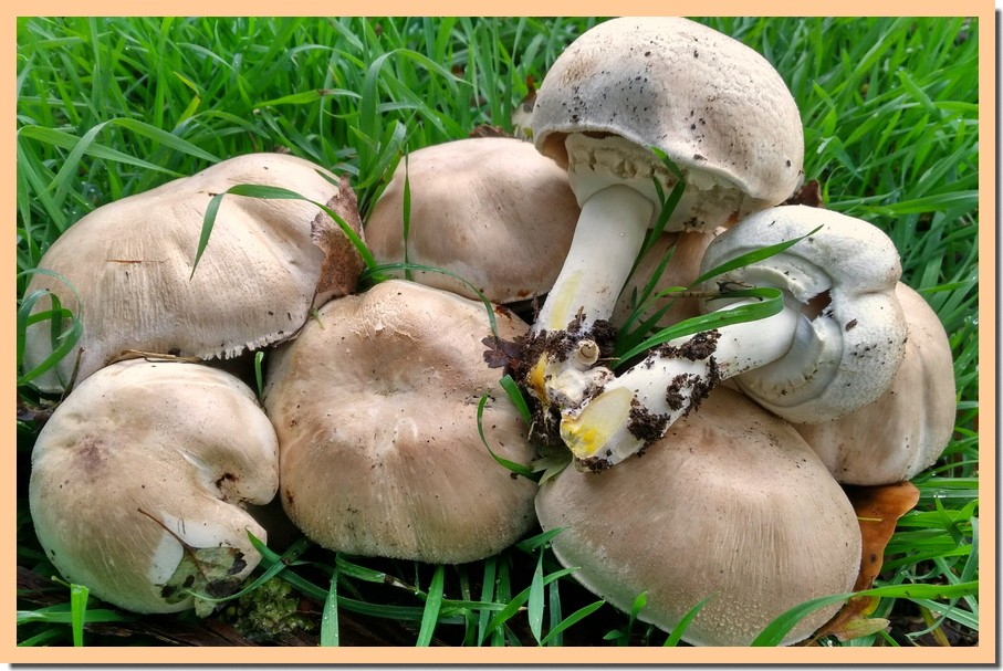 agaricus xanthodermus 18.jpg