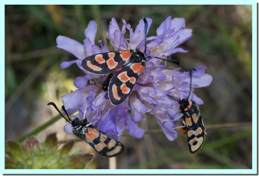 zigaena sp _Zigène_.jpg