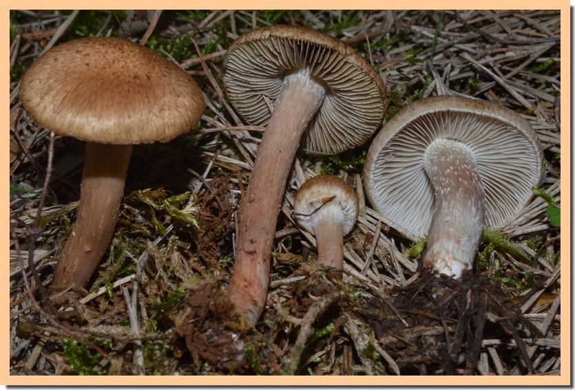 inocybe cervicolor 22.jpg