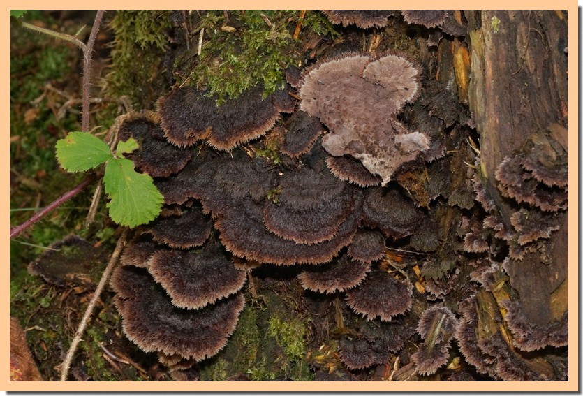 thelephora terrestris 19-01.jpg