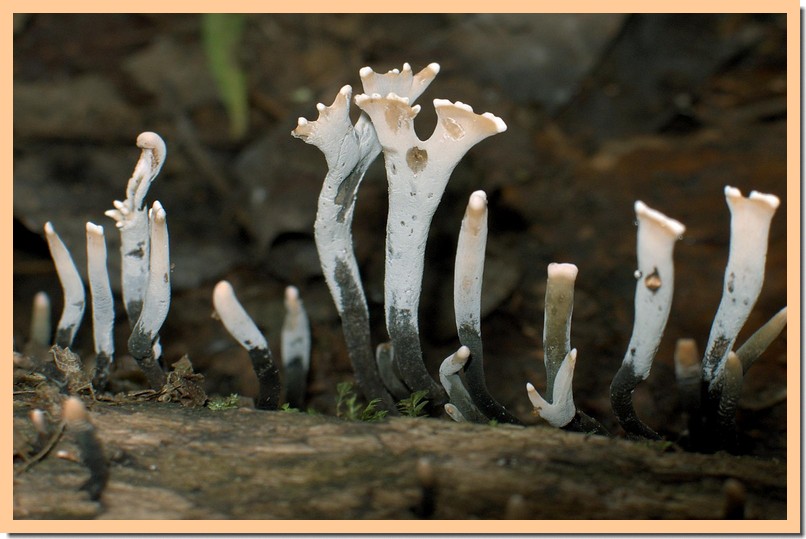 xylaria hypoxylon2.jpg