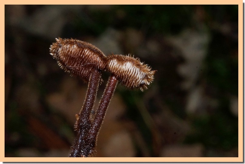 auriscalpium vulgare 17.jpg