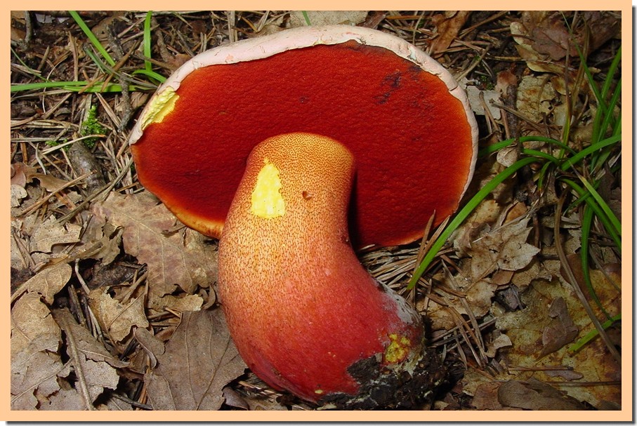 boletus rhodoxanthus.jpg