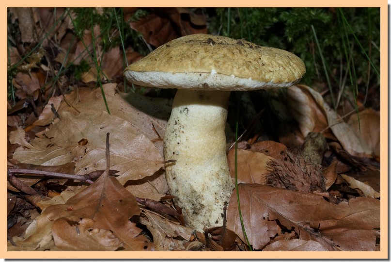 gyroporus cyanescens 17.jpg