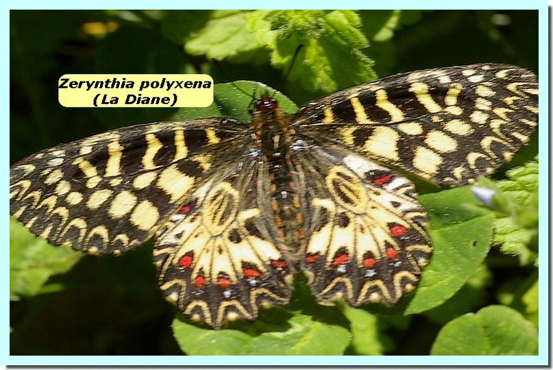 Zerynthia polyxena1b _Diane_.jpg