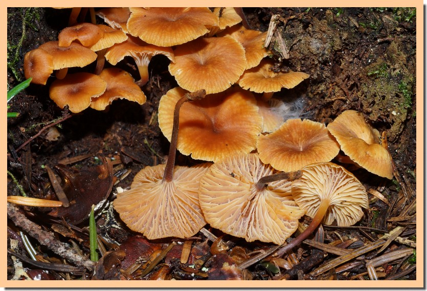 xeromphalina campanella 23.jpg