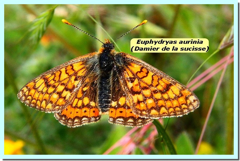 Euphydryas aurinia1 _Damier de la sucisse_.jpg