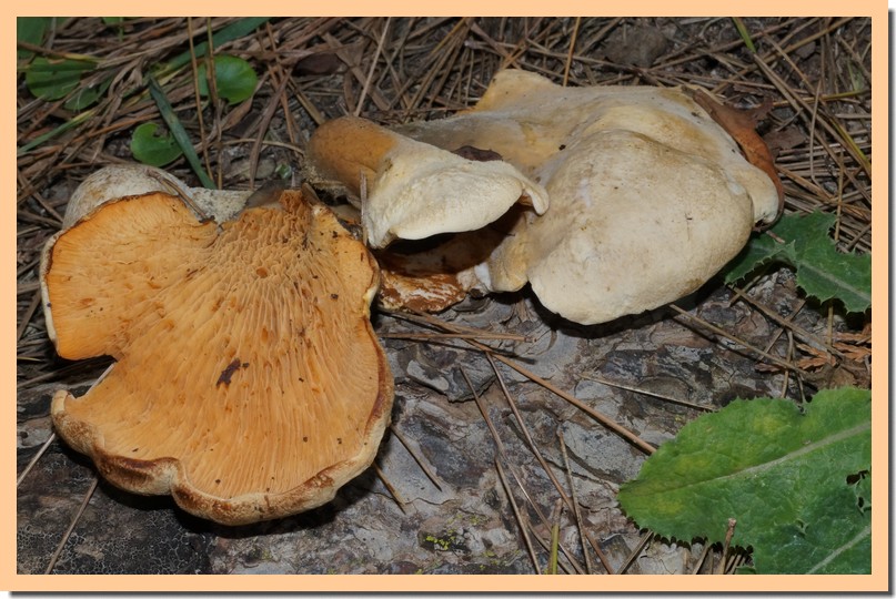 paxillus panuoides 15.jpg