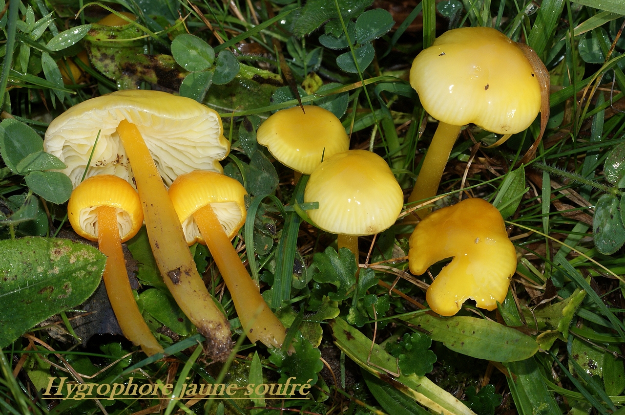 hygrocybe chlorophana3.jpg