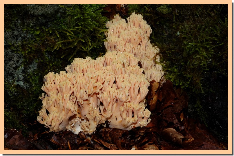 ramaria formosa 14.jpg
