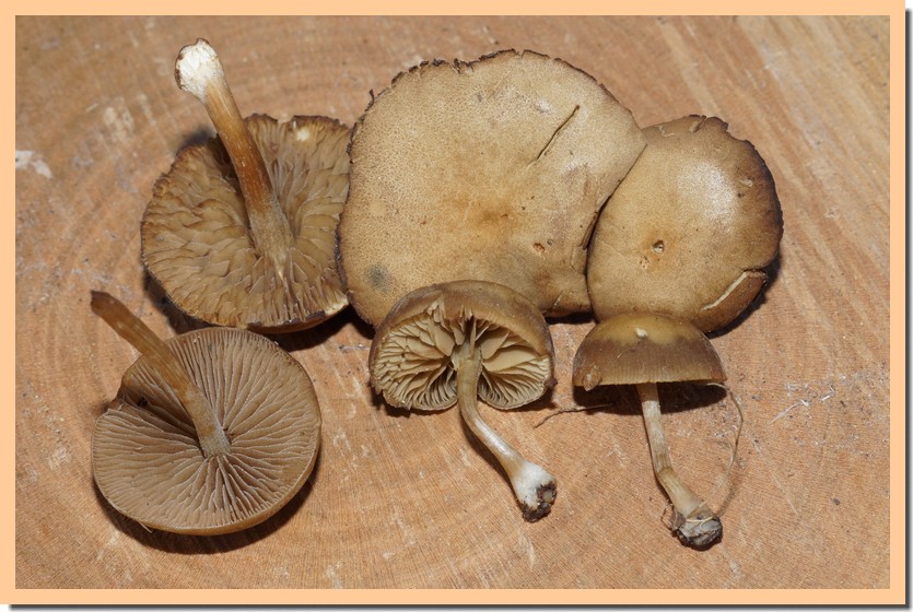 simocybe centunculus 23.jpg