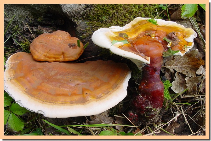 ganoderma lucidum.jpg