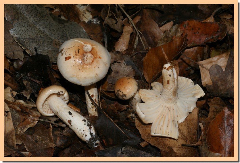 hygrophorus lindtneri 10.jpg