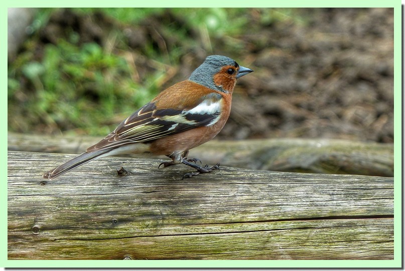 pinson des arbres.jpg