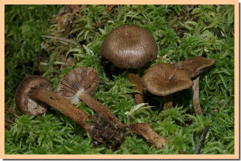 inocybe lanuginosa2.jpg