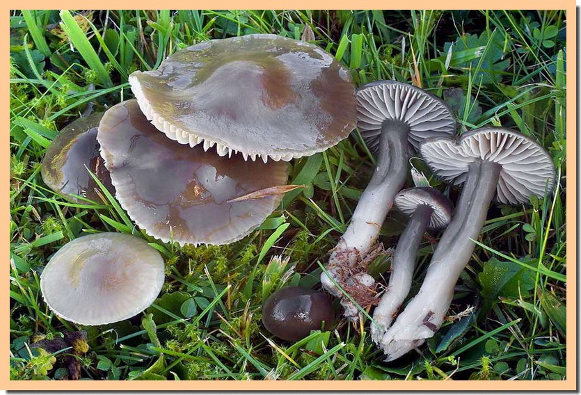 hygrocybe unguinosa.jpg