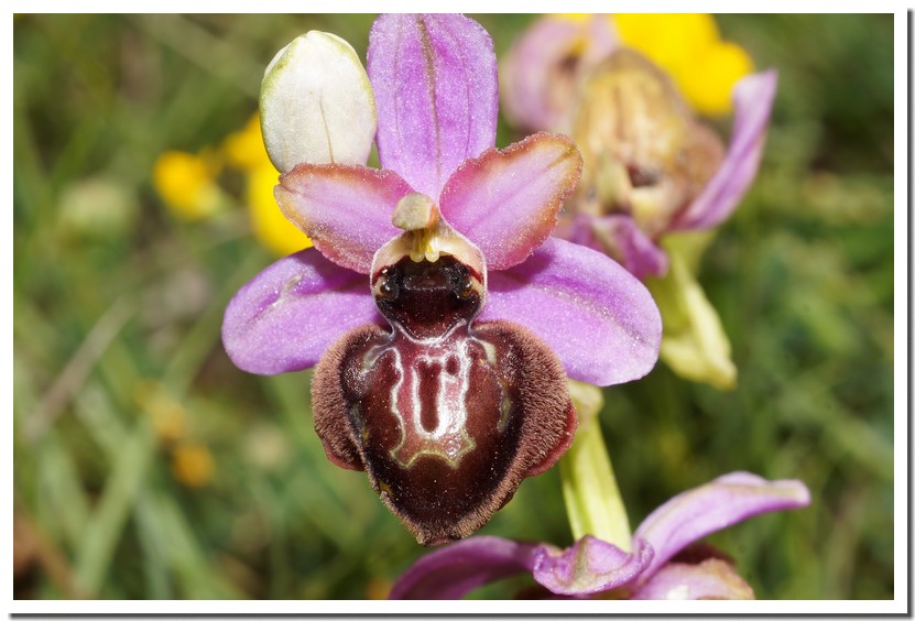 ophrys aveyronensis 19.jpg