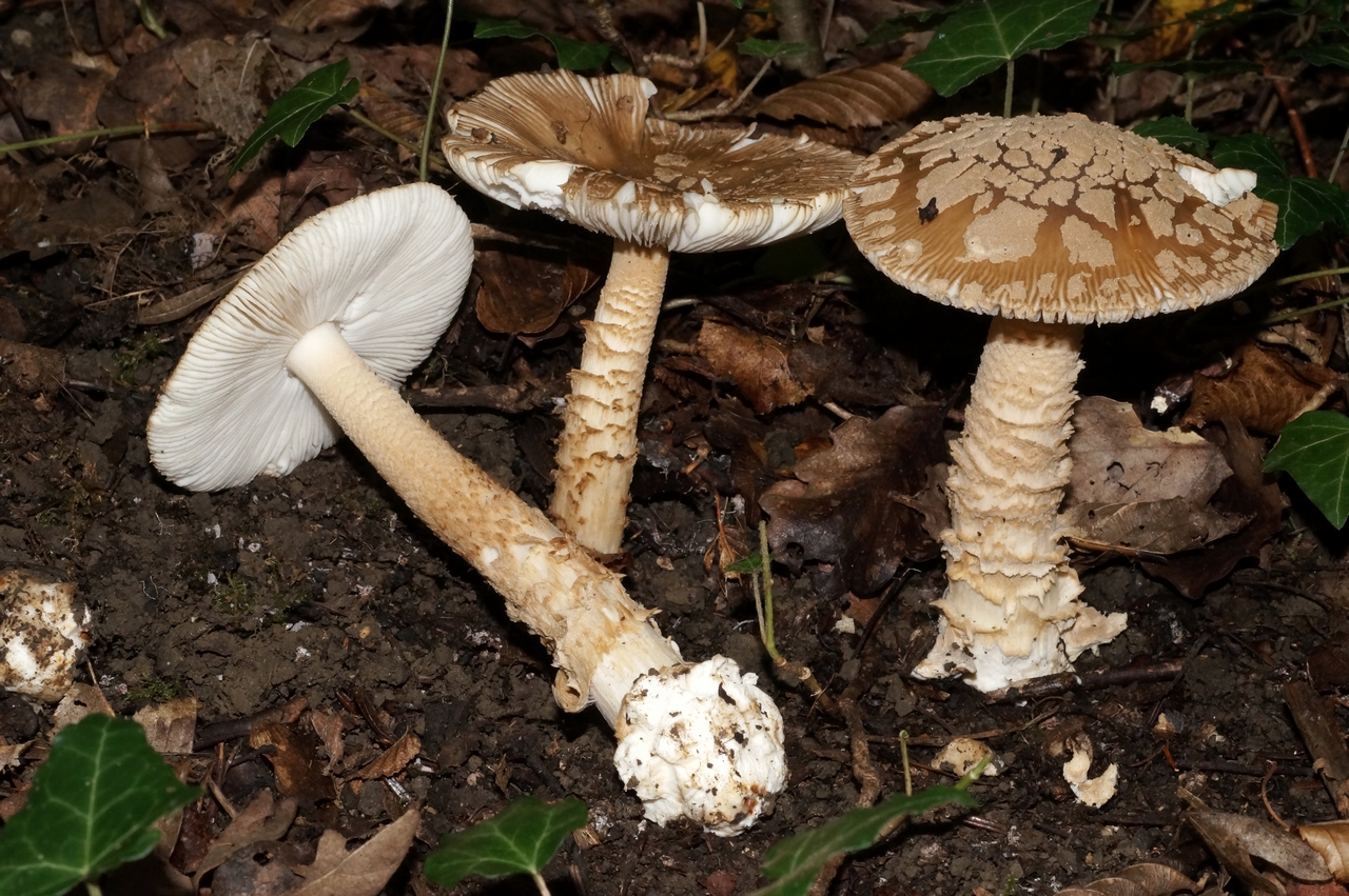 amanita ceciliae 22.jpeg