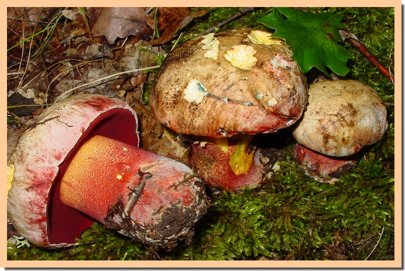 boletus rhodoxanthus2.jpg