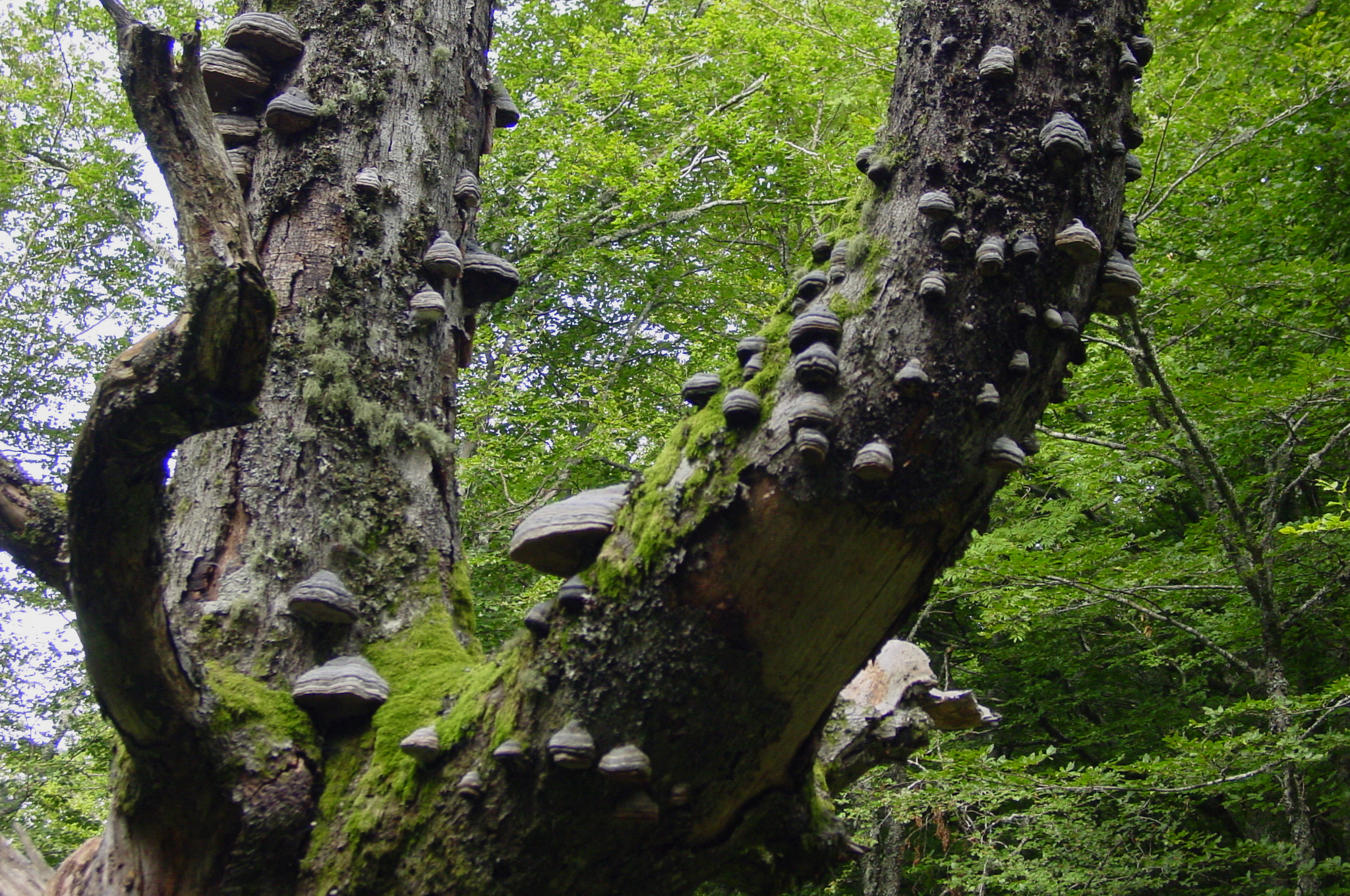 fomes fomentarius2.jpg