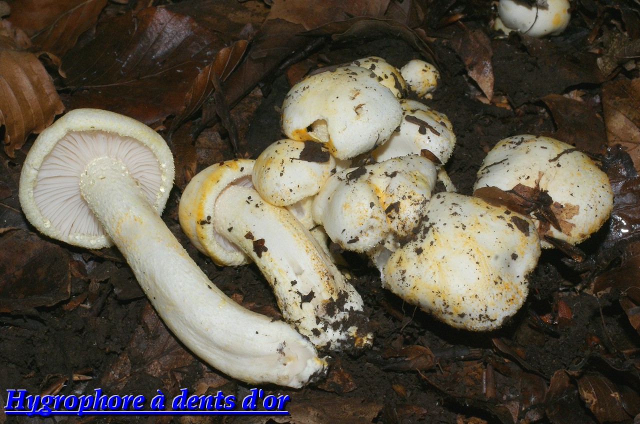 hygrophorus chrysodon.jpg