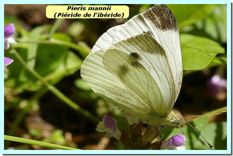 Pieris mannii1c _Pieride de l_iberide_.jpg