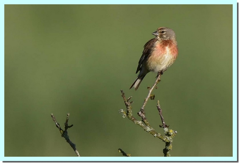 linotte mélodieuse.jpg