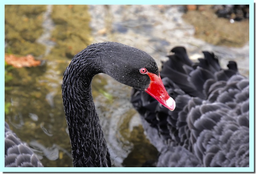 cigne noir.jpg