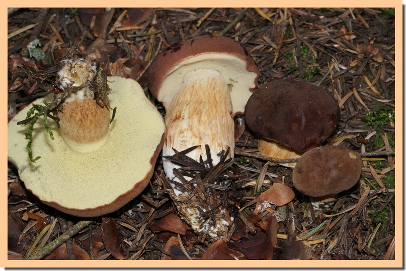 xerocomus badius3.jpg