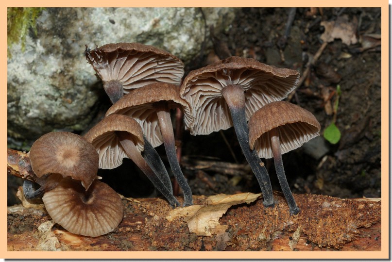 marasmiellus foetidum.jpg