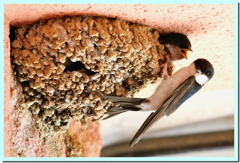 hirondelle de fenêtre.jpg