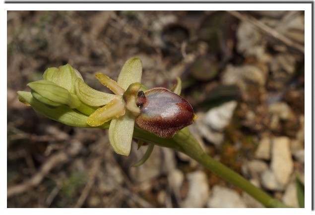 ophrys occidentalis.jpg