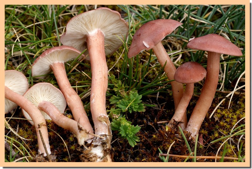 calocybe carnea2.jpg