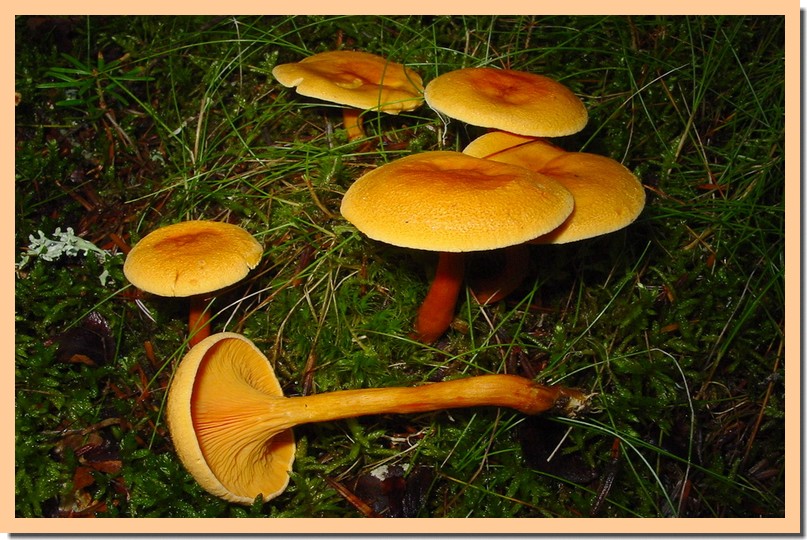 hygrophoropsis aurantiaca.jpg