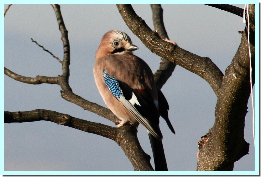 geai des chênes.jpg