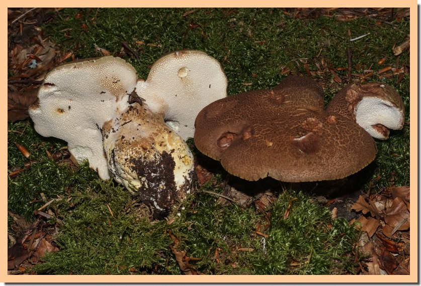 albatrellus pes-caprae 19.jpg