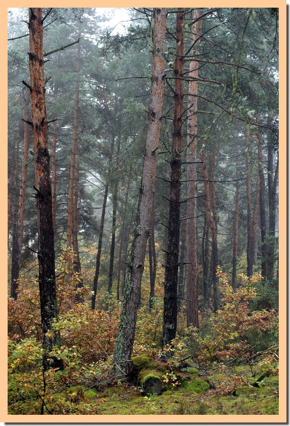 pinede en automne.jpg