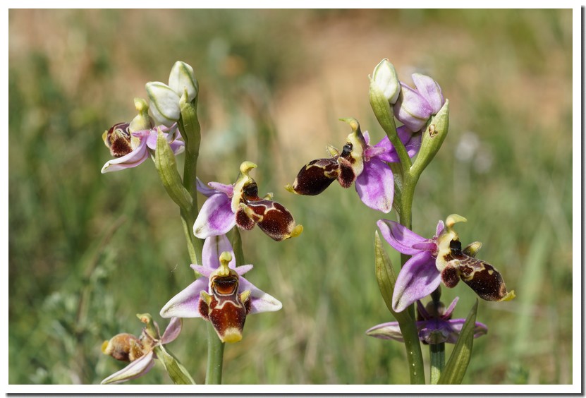 ophrys scolopax 2.jpg