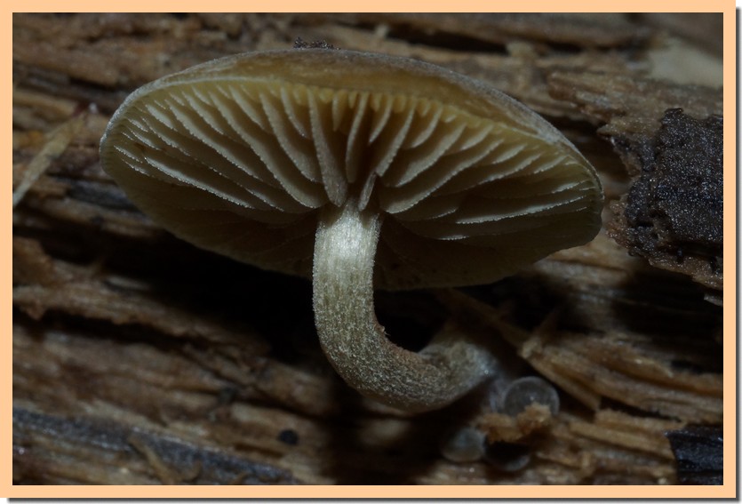 Simocybe centunculus 24.jpg