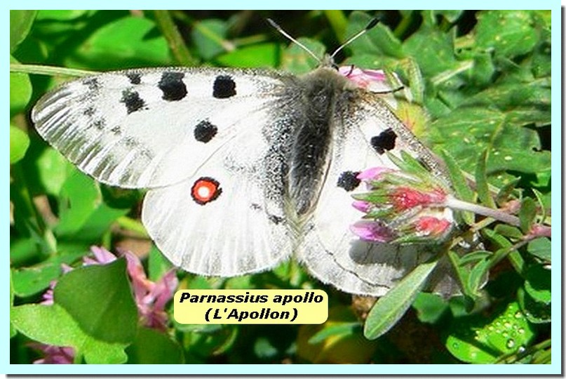 Parnassius apollo1 _l_Apollon_.jpg