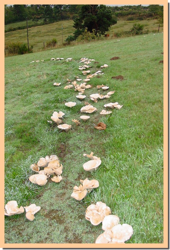 leucopaxillus giganteus2.jpg